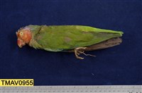 藏品(紅臉鸚鵡)的圖片